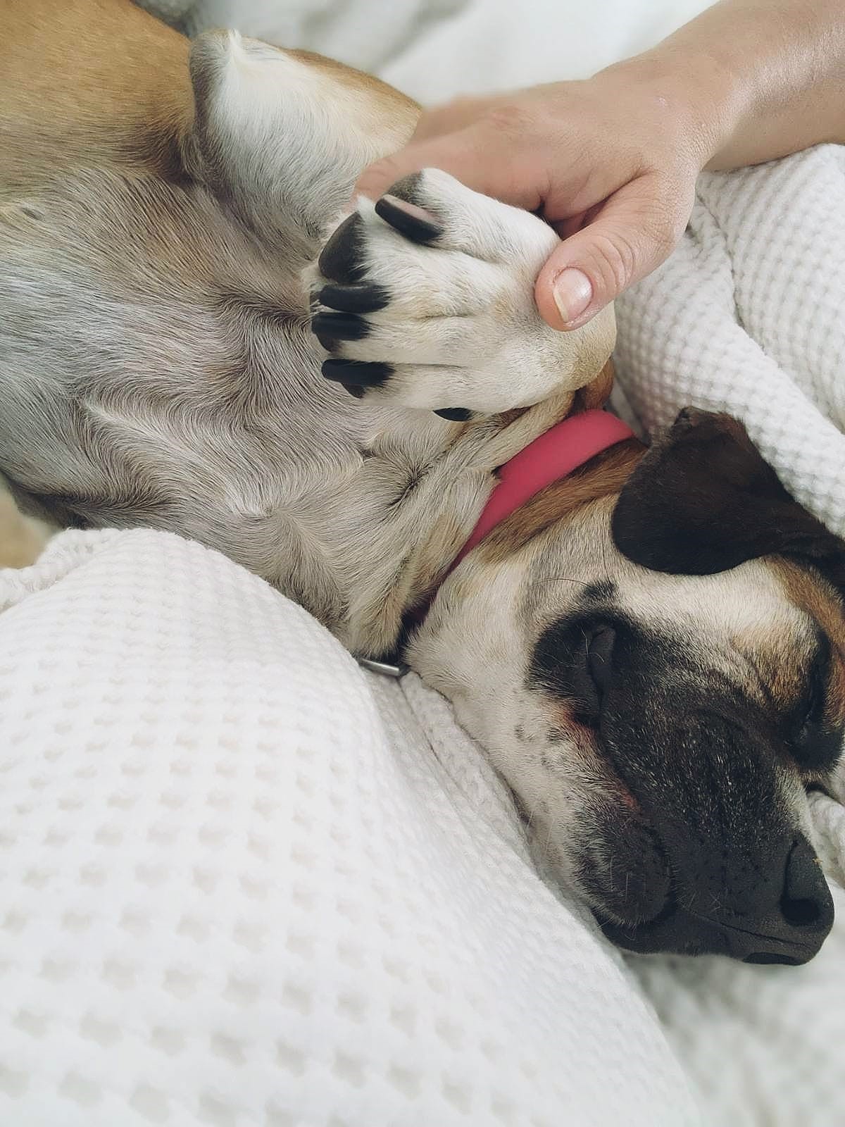 Pet Reiki